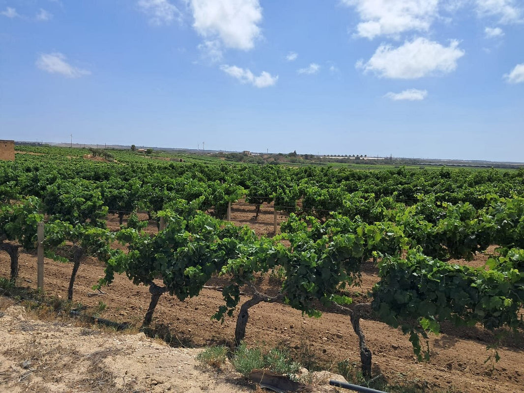 image in image with text