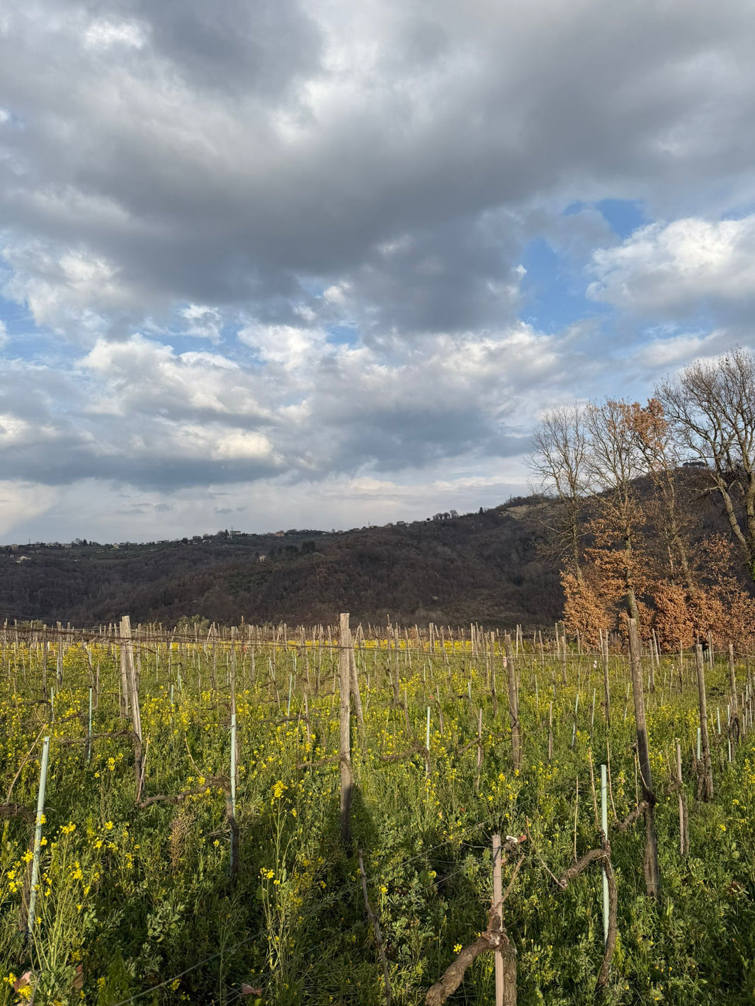 image in image with text