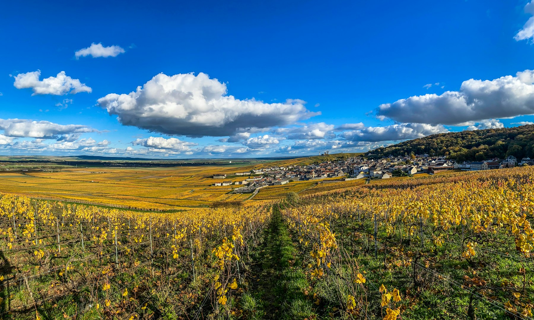 Golden vineyard rows leading toward a distant village at sunset